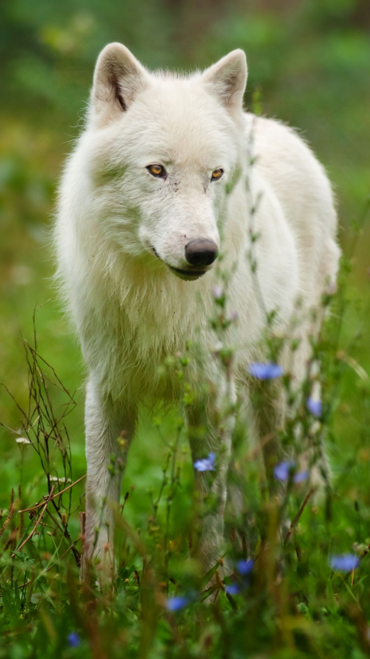 Обои арктический волк, живая природа, тундра, мордочка, фауна в разрешении 750x1334