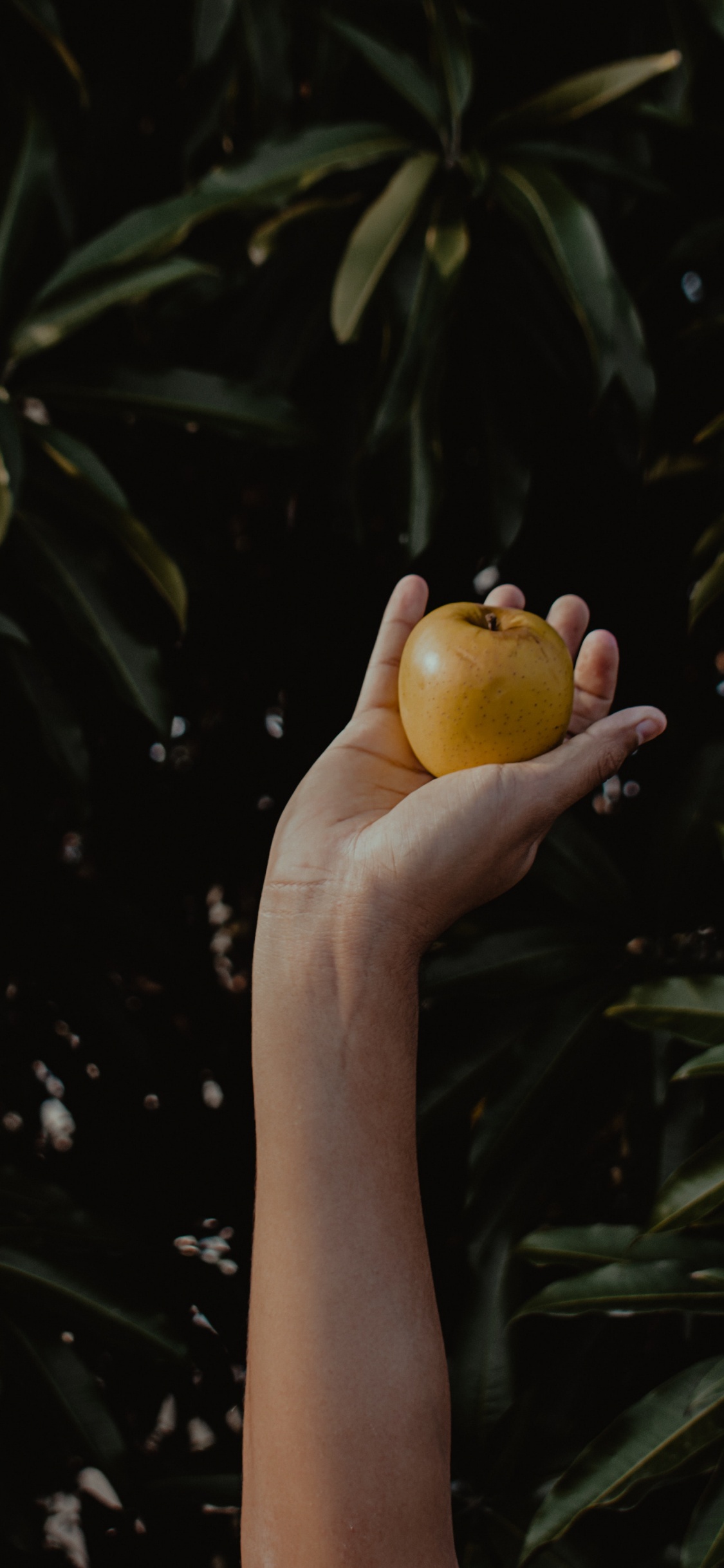 Обои apple, ботаники, растение, палец, дерево в разрешении 1125x2436