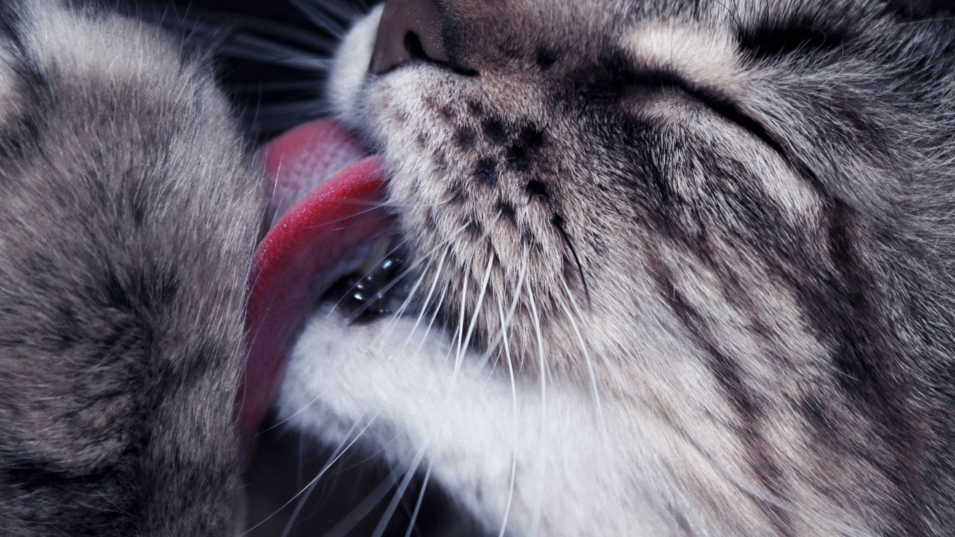 Обои полосатый кот, котенок, нос, мех, морда в разрешении 1920x1080