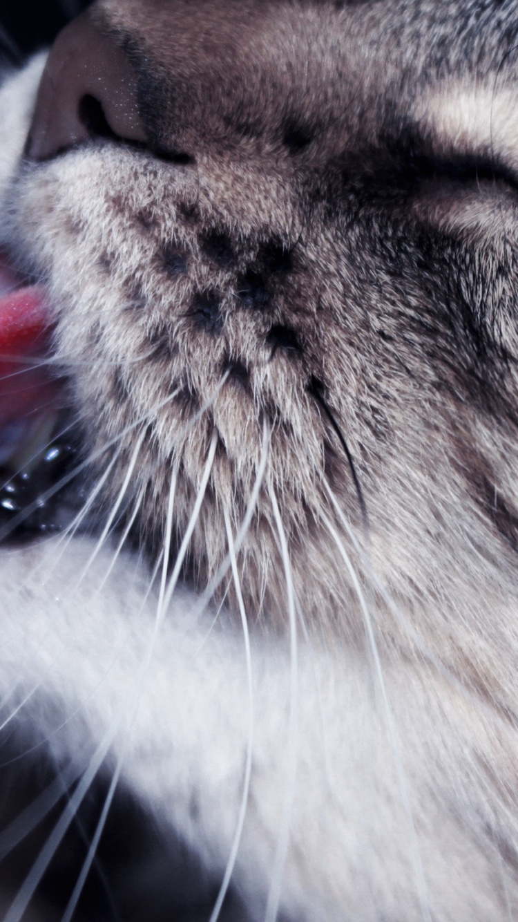 Обои полосатый кот, котенок, нос, мех, морда в разрешении 750x1334