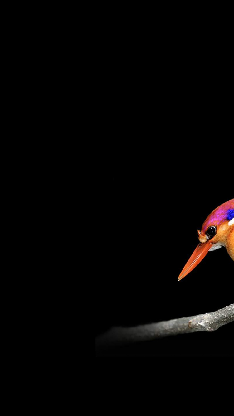 Обои Microsoft Surface, Microsoft Surface Studio, Surface, Поверхность Студию, Поверхность Идти в разрешении 750x1334