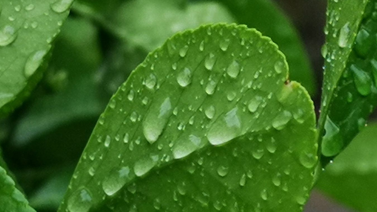 Обои лист, ветвь, растение, вода, жидкий в разрешении 1280x720