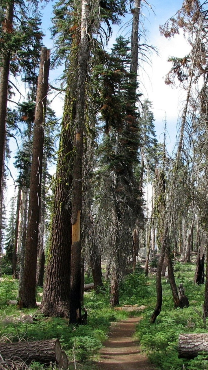 Обои лес, дерево, национальный парк секвойя, роща, экосистема в разрешении 720x1280
