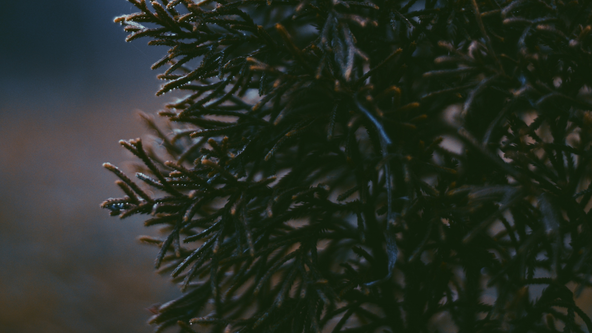 Обои дерево, растительность, растение, лист, ветвь в разрешении 1920x1080