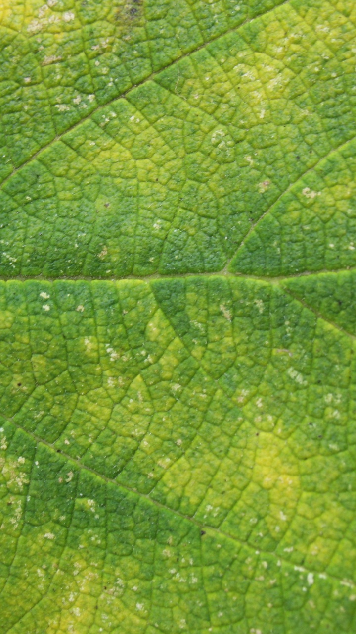 Обои лист, фитопатология, Pmeridiaani, трава, листопадные в разрешении 720x1280