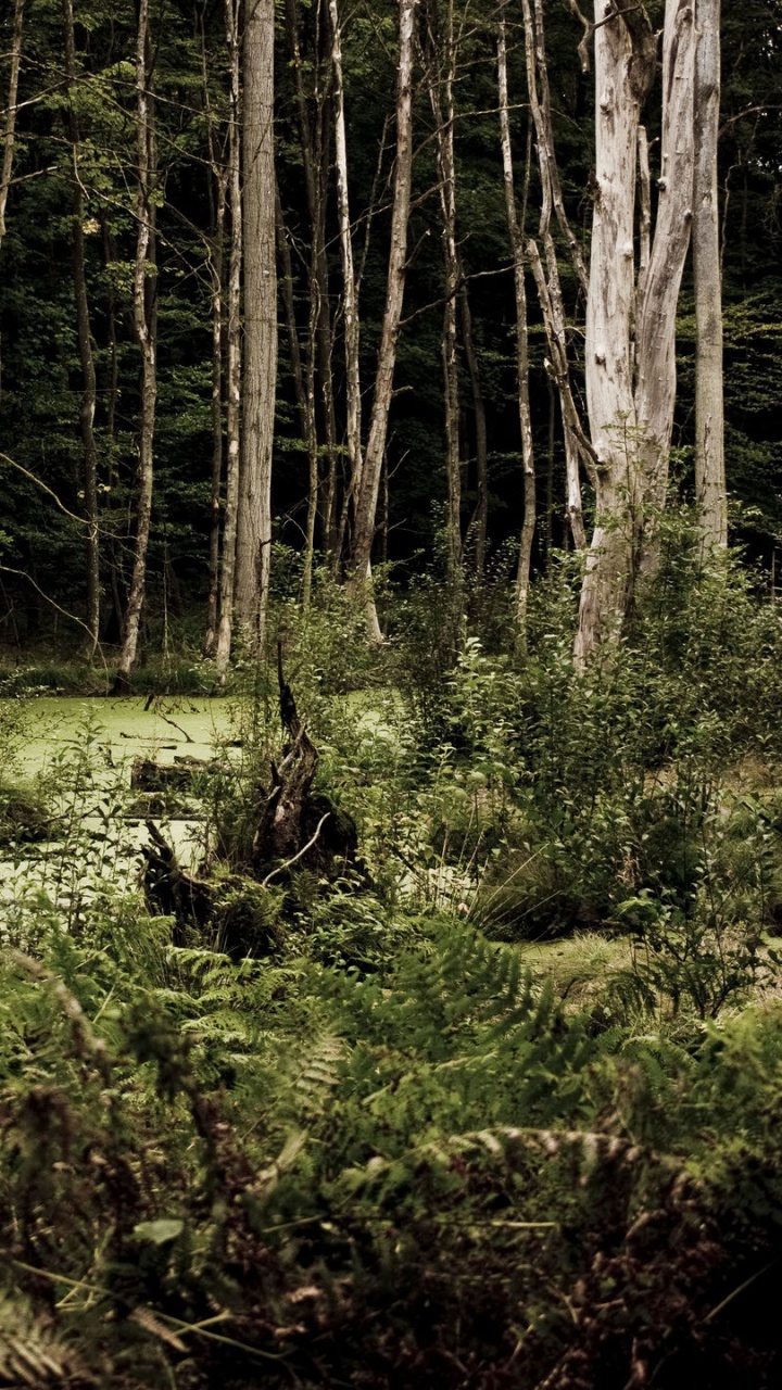 Обои темное дерево, лес, природа, растительность, лесистая местность в разрешении 720x1280