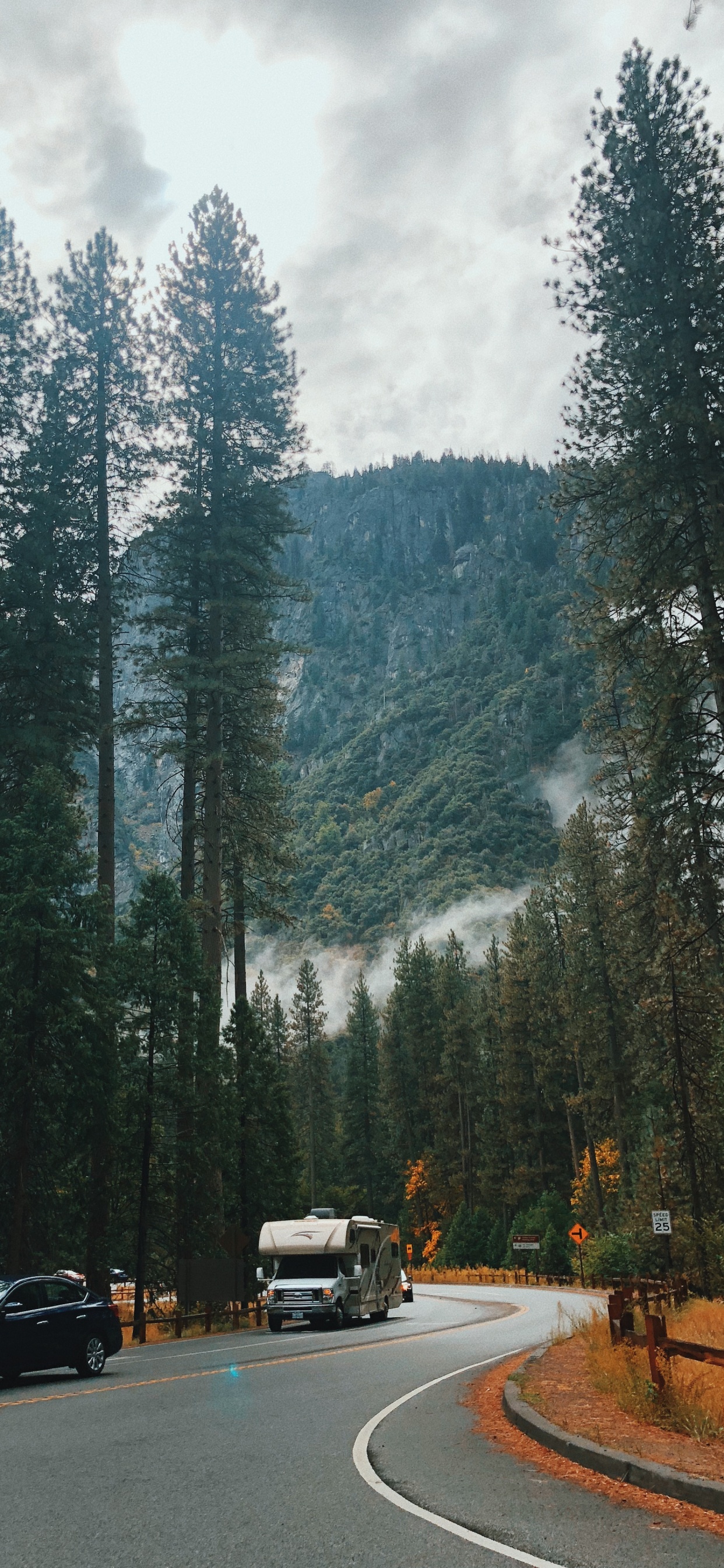 Обои природа, Хвойные, дорога, дерево, автомобильный экстерьер в разрешении 1242x2688