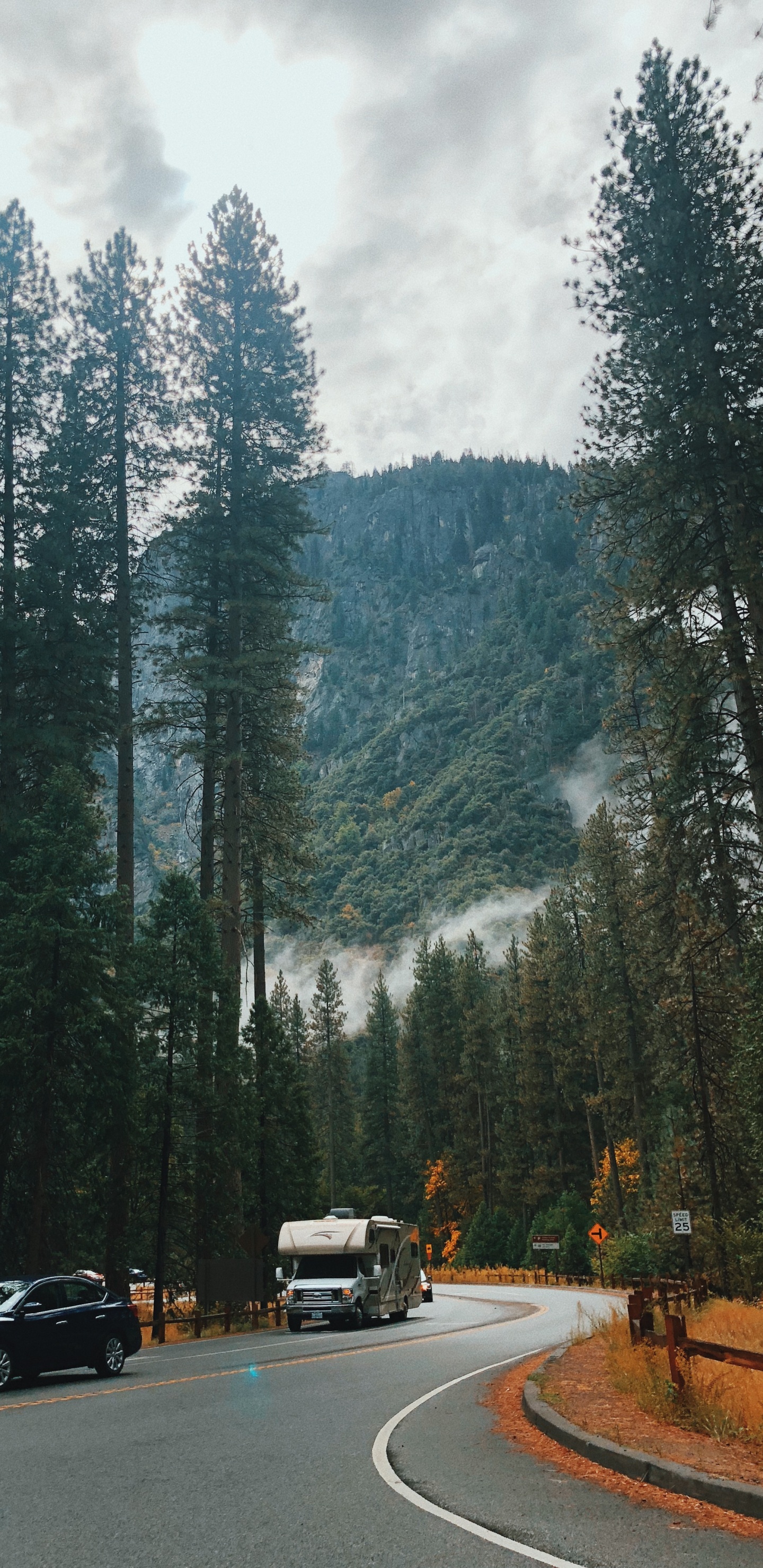 Обои природа, Хвойные, дорога, дерево, автомобильный экстерьер в разрешении 1440x2960