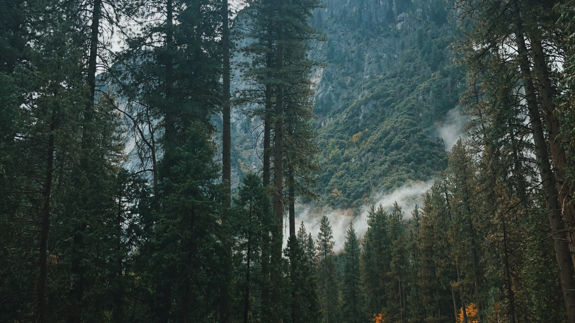 Обои природа, Хвойные, дорога, дерево, автомобильный экстерьер в разрешении 1920x1080