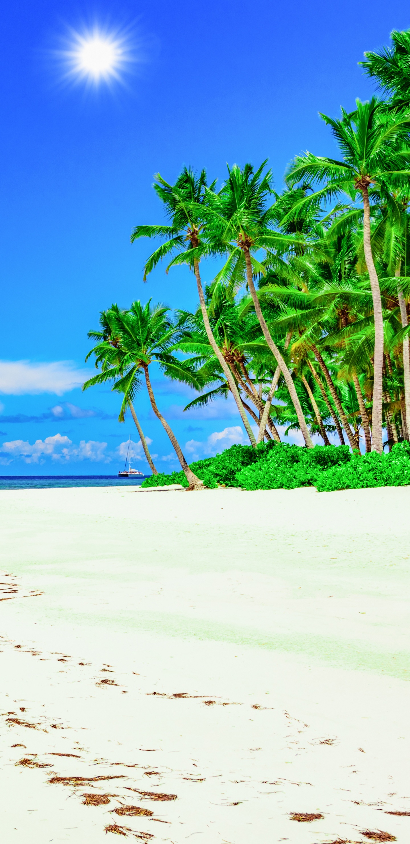 Обои Солнечный берег, пляж, тропическая зона, берег, море в разрешении 1440x2960