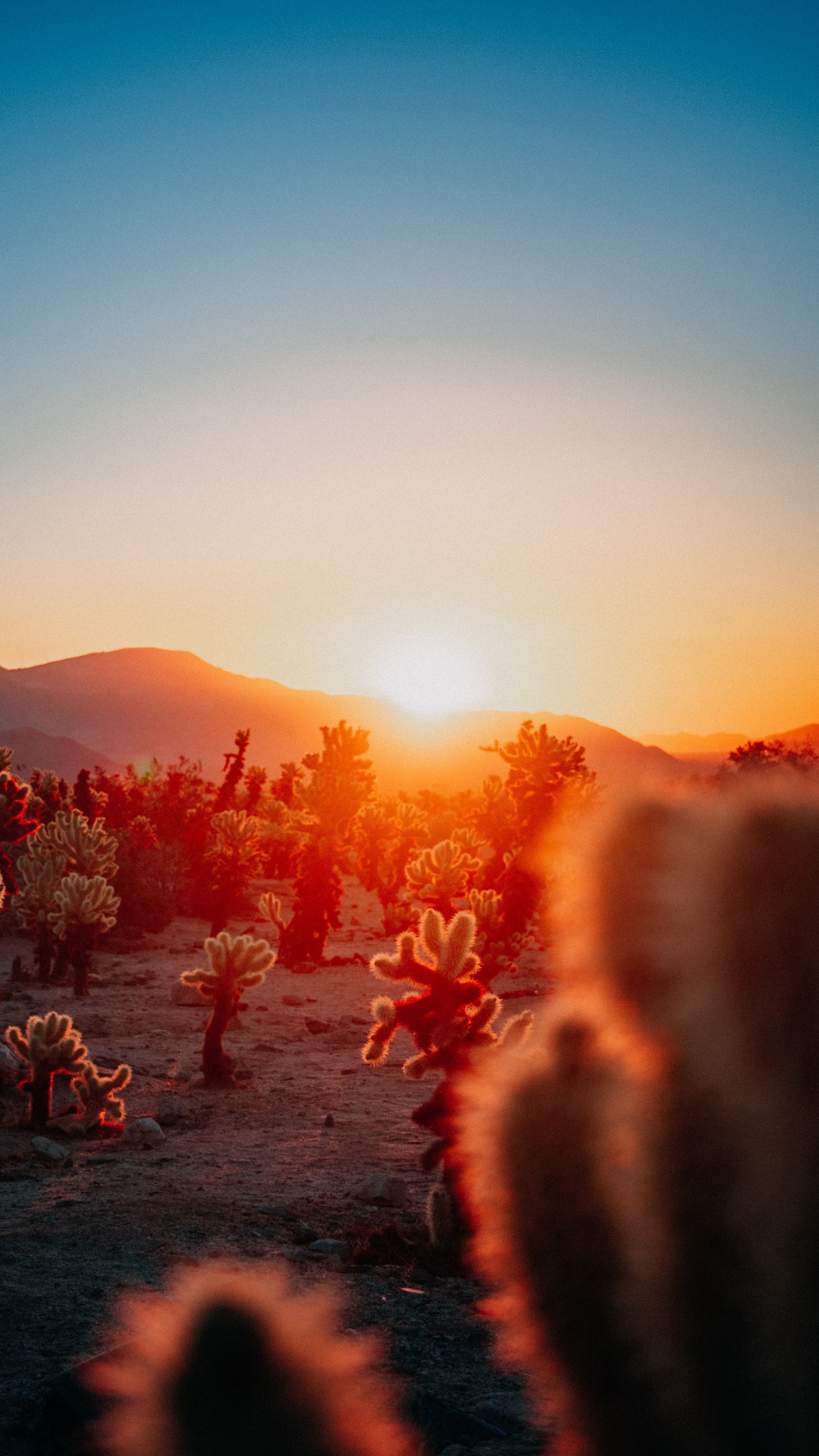 Обои календари эстетики заката, календарь, опубликовано, послесвечение, астрономический объект в разрешении 1440x2560