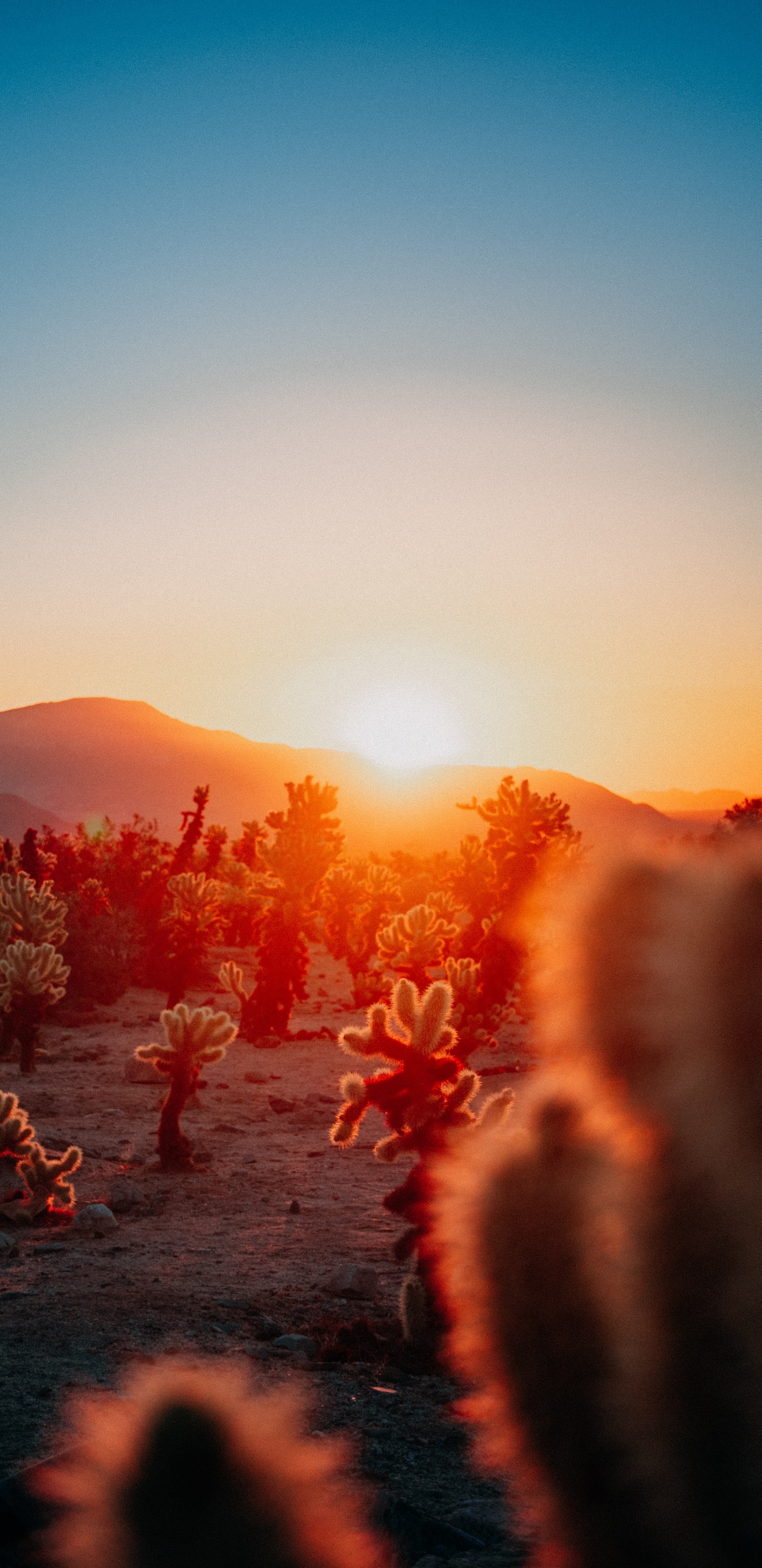 Обои календари эстетики заката, календарь, опубликовано, послесвечение, астрономический объект в разрешении 1440x2960