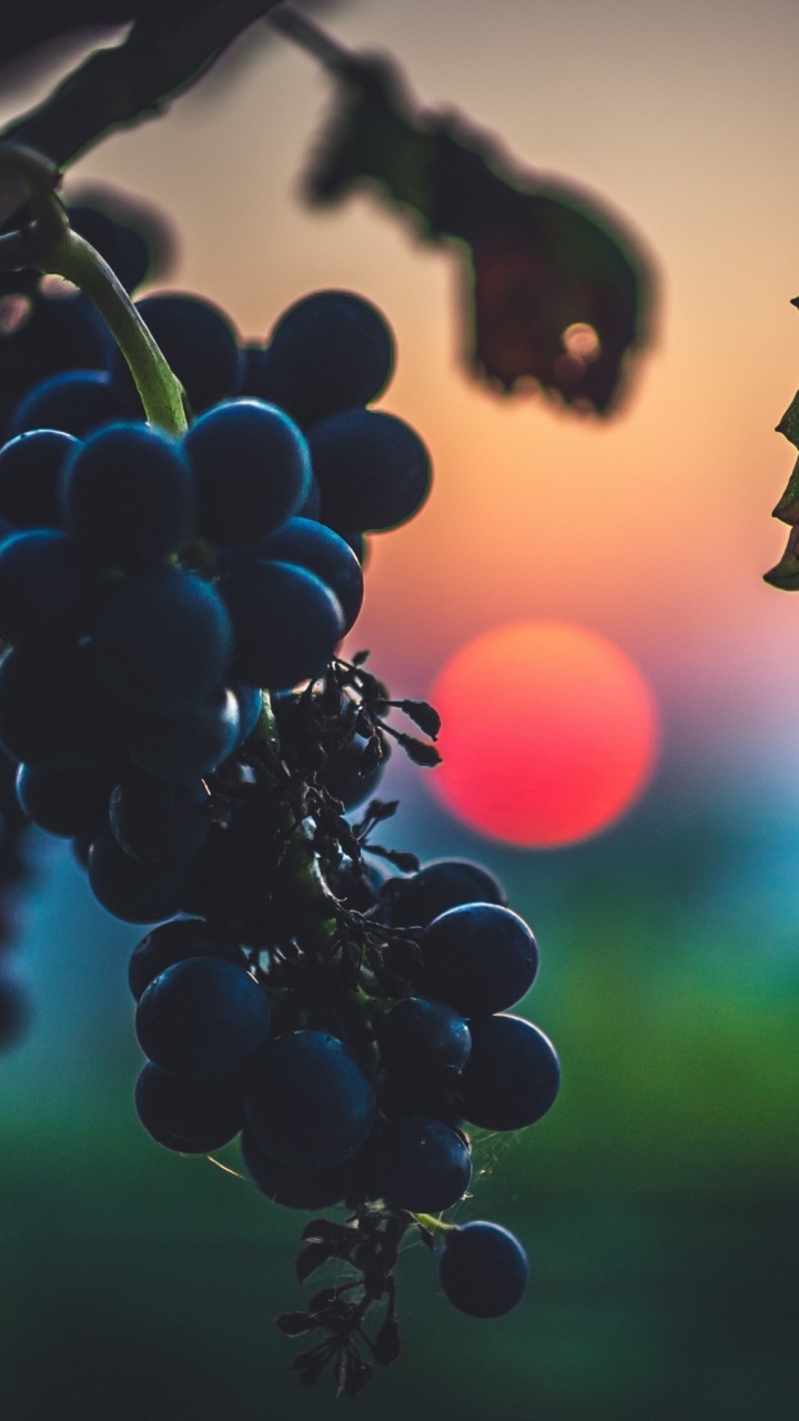 Обои закат, пища, растение, фрукты, природа в разрешении 720x1280