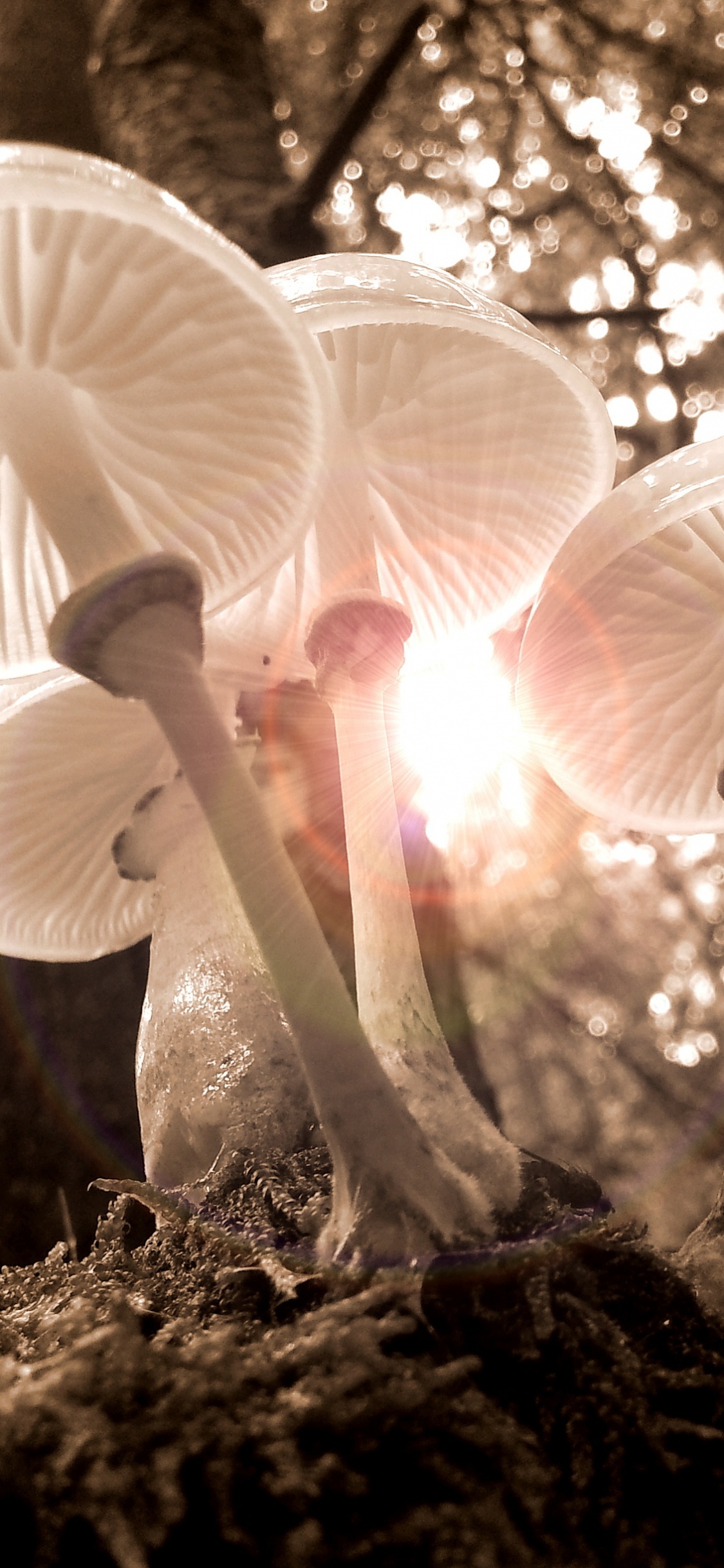 Обои природа, природный ландшафт, agaricaceae, съедобный гриб, окружающая среда в разрешении 1125x2436
