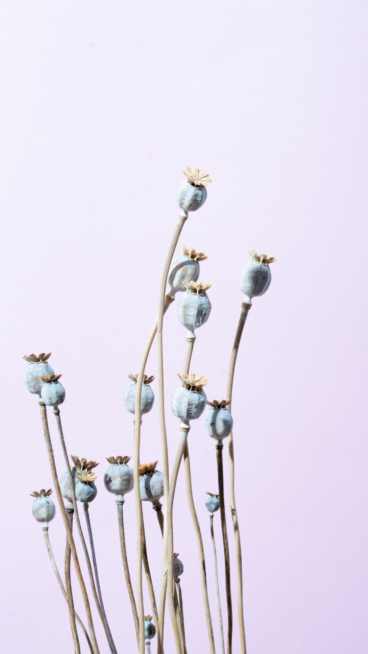 Обои синий, металл, бутон, ветвь, цветок в разрешении 720x1280