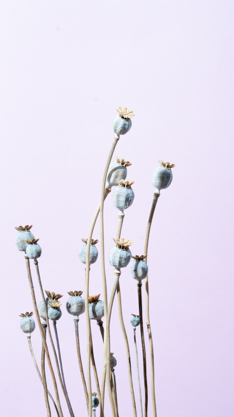 Обои синий, металл, бутон, ветвь, цветок в разрешении 750x1334