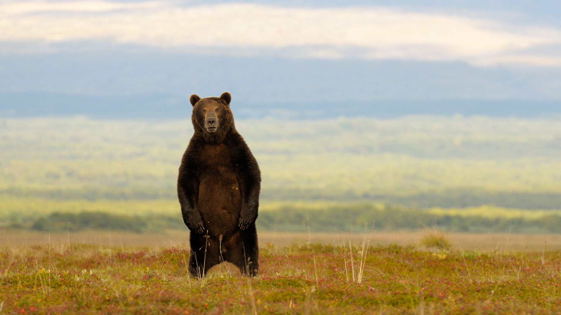 Обои живая природа, сенокосное угодье, экорегион, Гризли, бурый медведь в разрешении 1920x1080