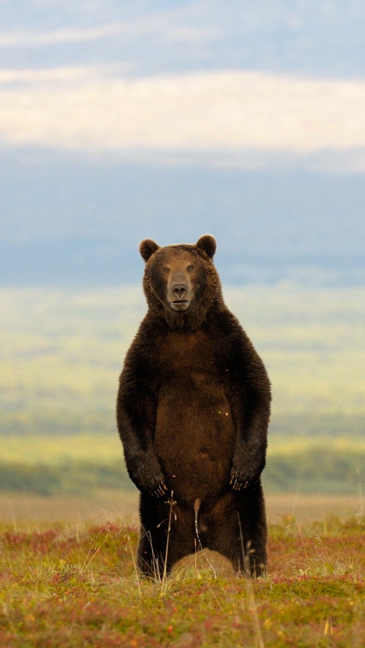 Обои живая природа, сенокосное угодье, экорегион, Гризли, бурый медведь в разрешении 720x1280