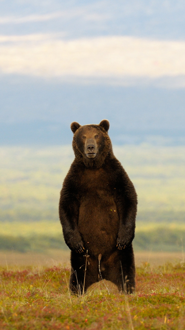 Обои живая природа, сенокосное угодье, экорегион, Гризли, бурый медведь в разрешении 750x1334