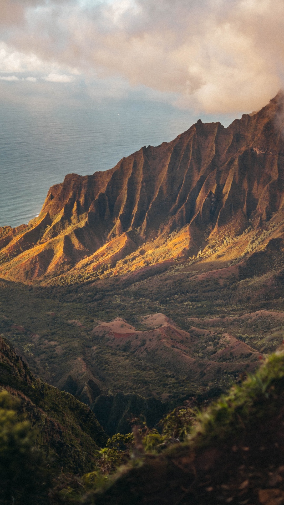 Обои 2020, июль, август, облако, растение в разрешении 1080x1920