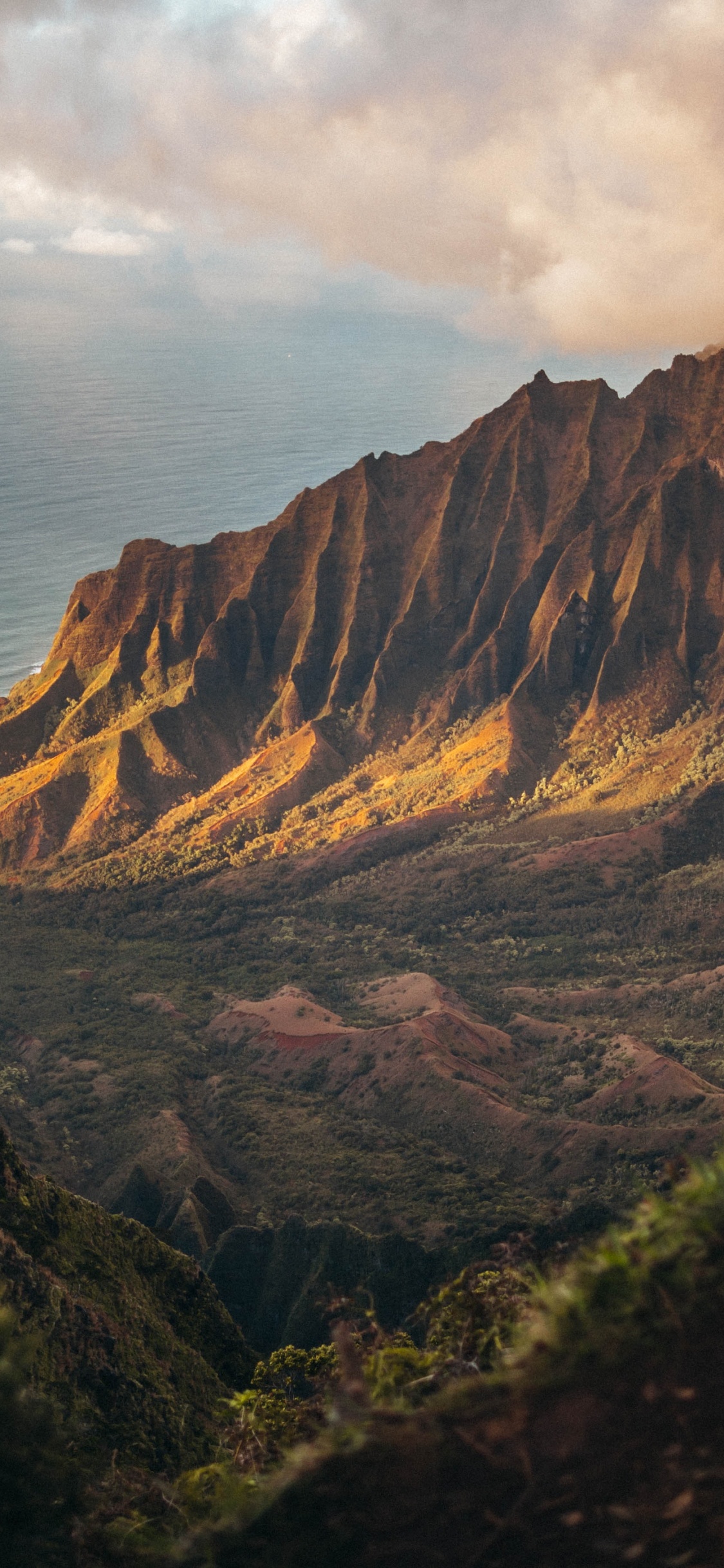 Обои 2020, июль, август, облако, растение в разрешении 1125x2436