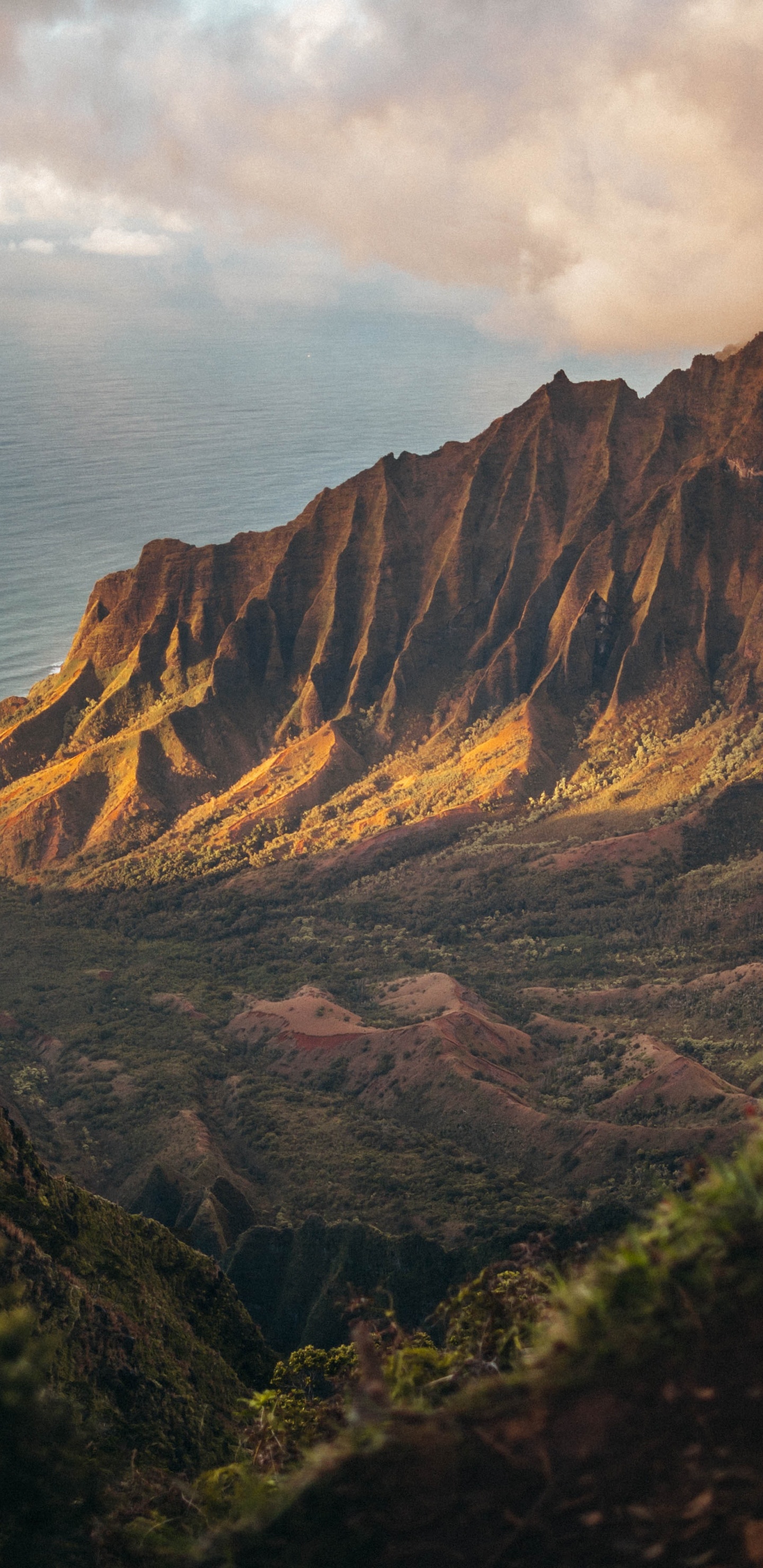 Обои 2020, июль, август, облако, растение в разрешении 1440x2960