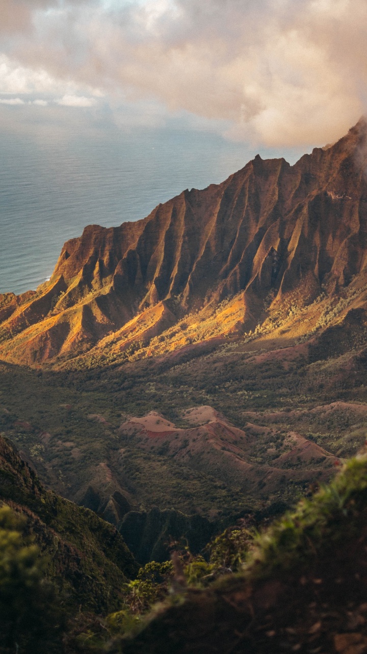 Обои 2020, июль, август, облако, растение в разрешении 720x1280