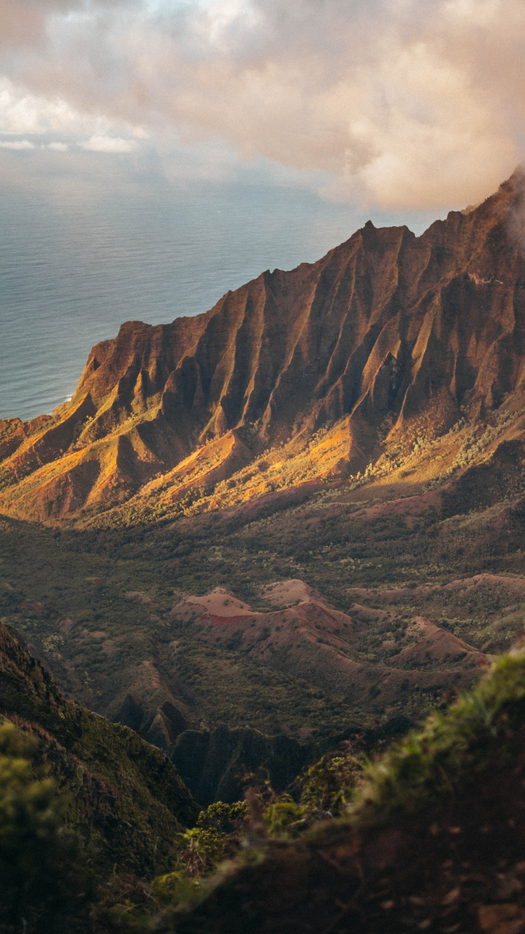 Обои 2020, июль, август, облако, растение в разрешении 750x1334