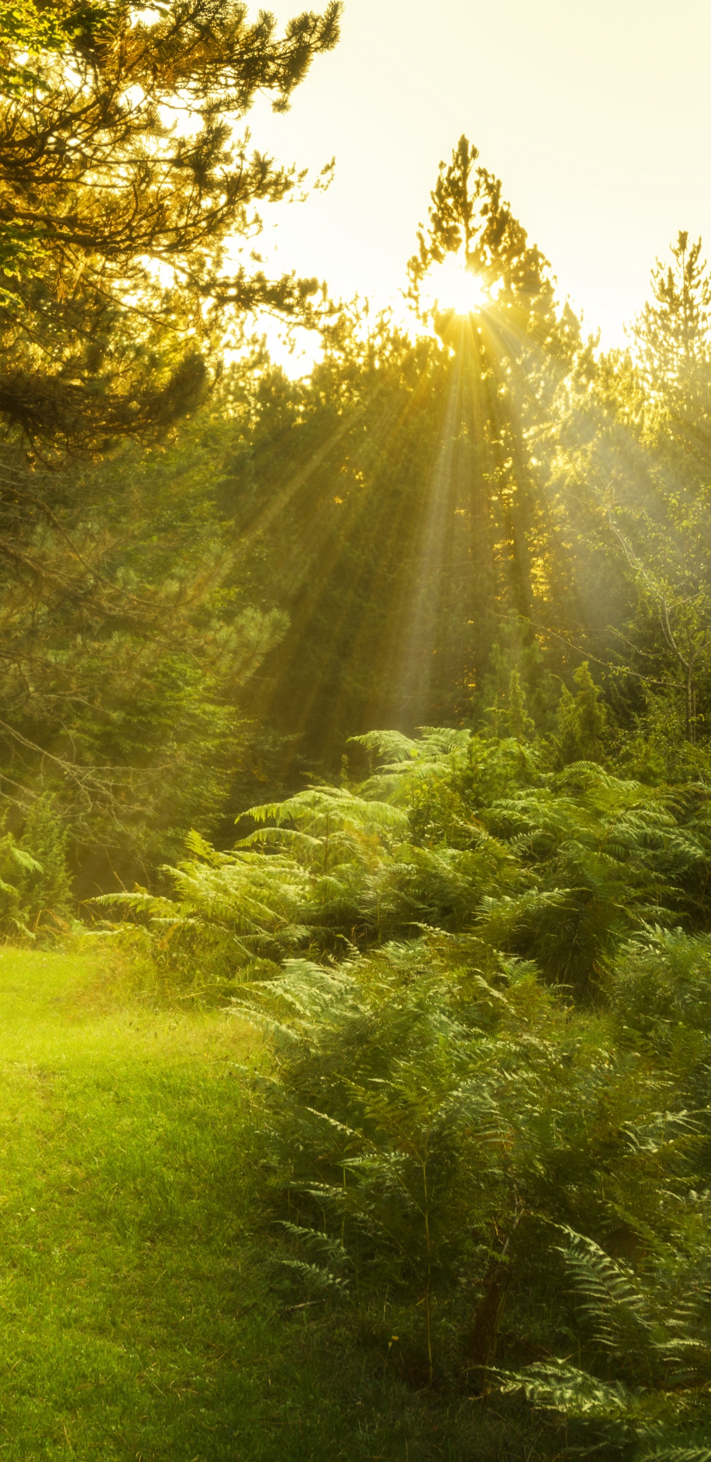 Обои природа, растительность, природный заповедник, дерево, лес в разрешении 1440x2960
