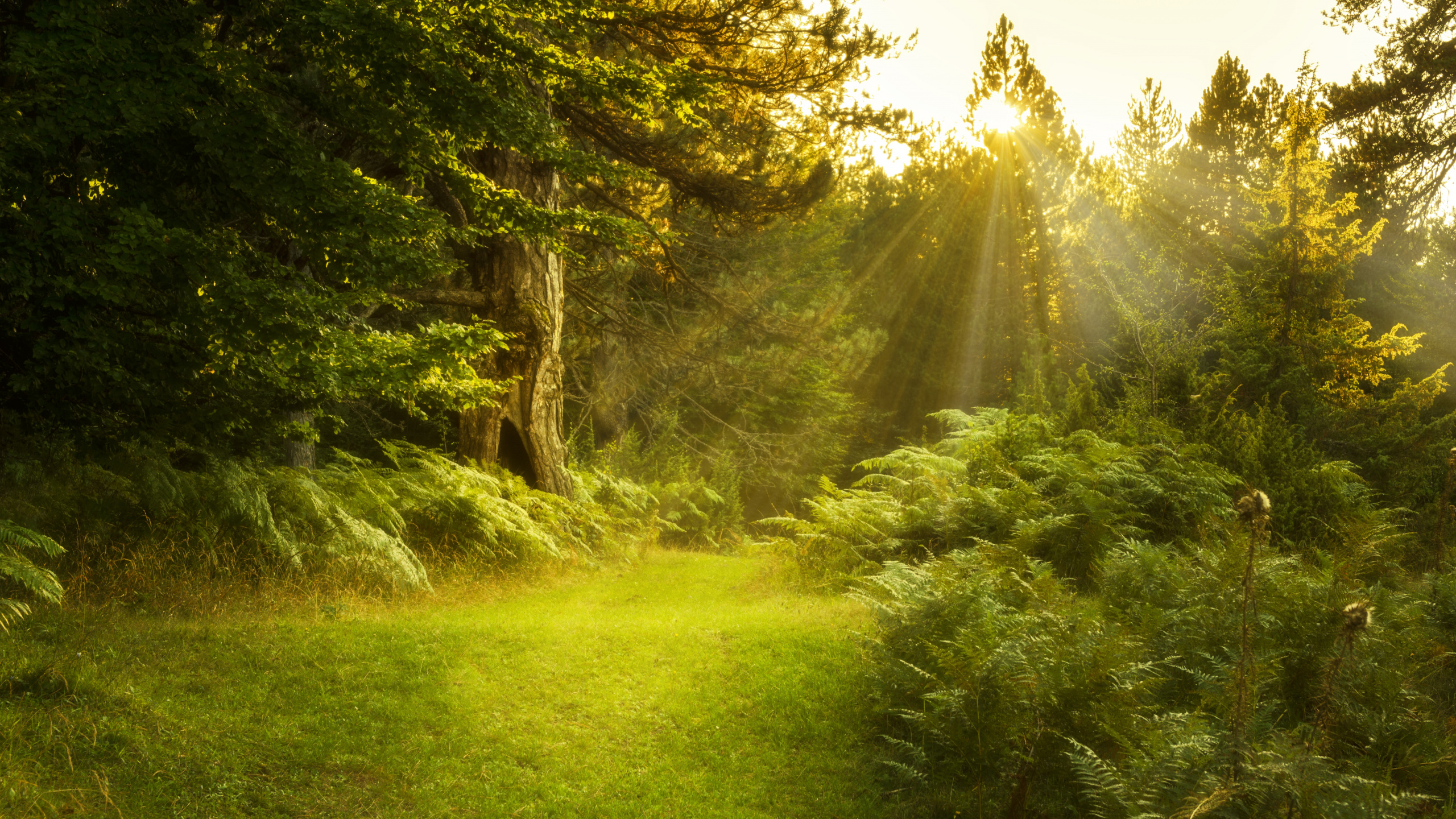 Обои природа, растительность, природный заповедник, дерево, лес в разрешении 2560x1440