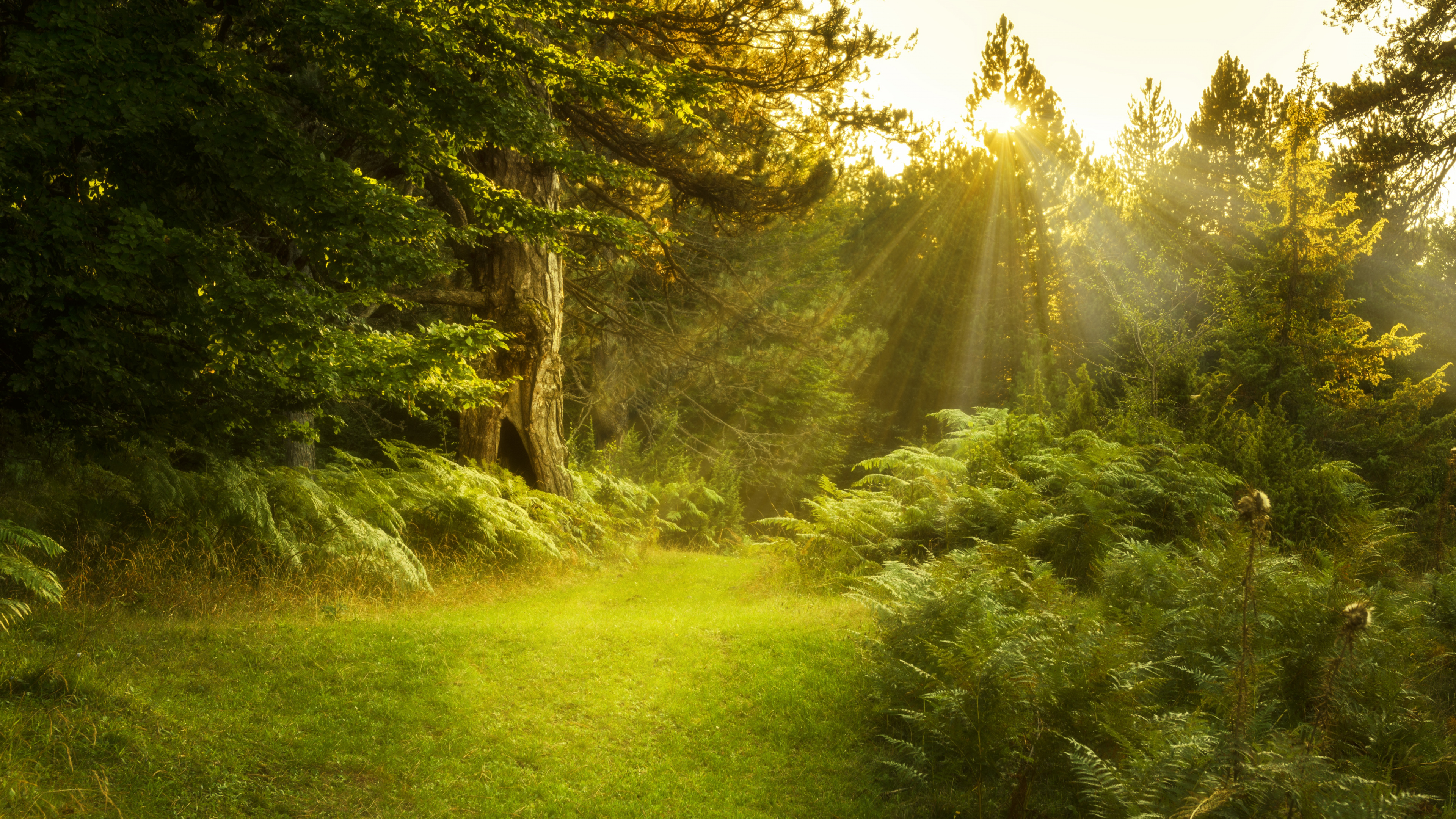 Обои природа, растительность, природный заповедник, дерево, лес в разрешении 3840x2160