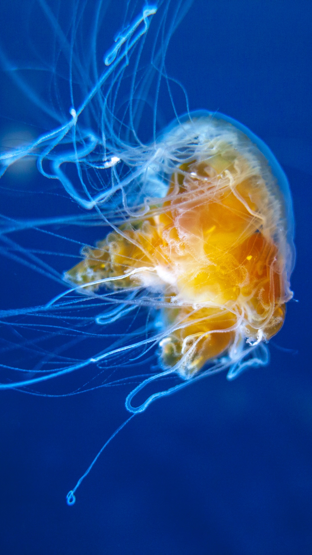 Обои Медуза, беспозвоночных, cnidaria, морские беспозвоночные, морская биология в разрешении 1080x1920