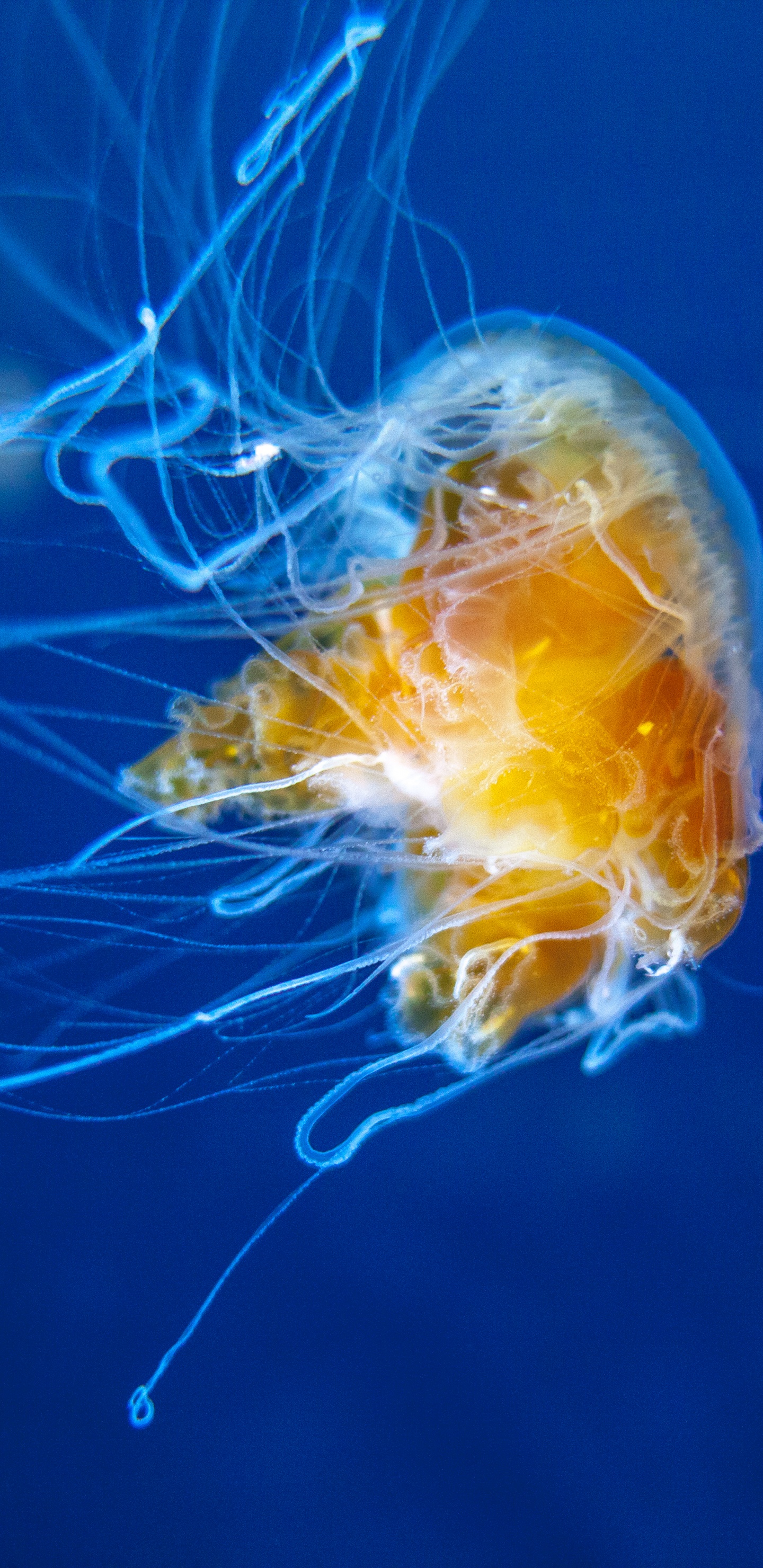 Обои Медуза, беспозвоночных, cnidaria, морские беспозвоночные, морская биология в разрешении 1440x2960