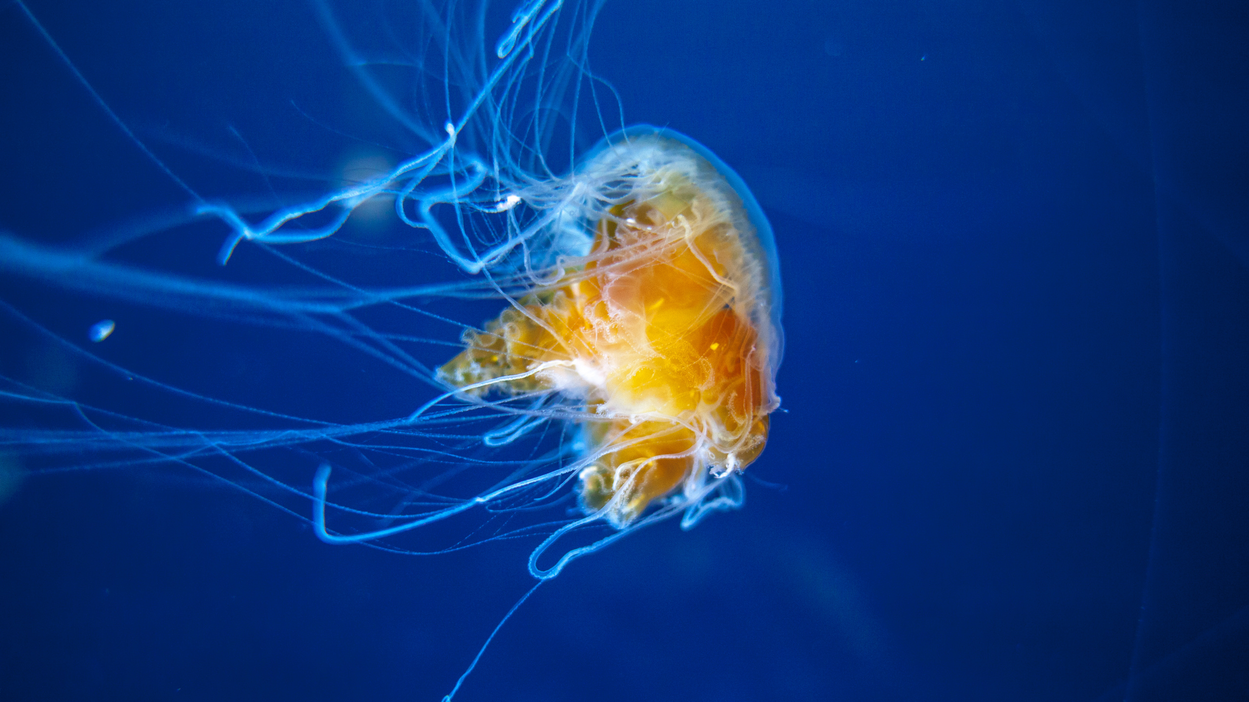 Обои Медуза, беспозвоночных, cnidaria, морские беспозвоночные, морская биология в разрешении 2560x1440