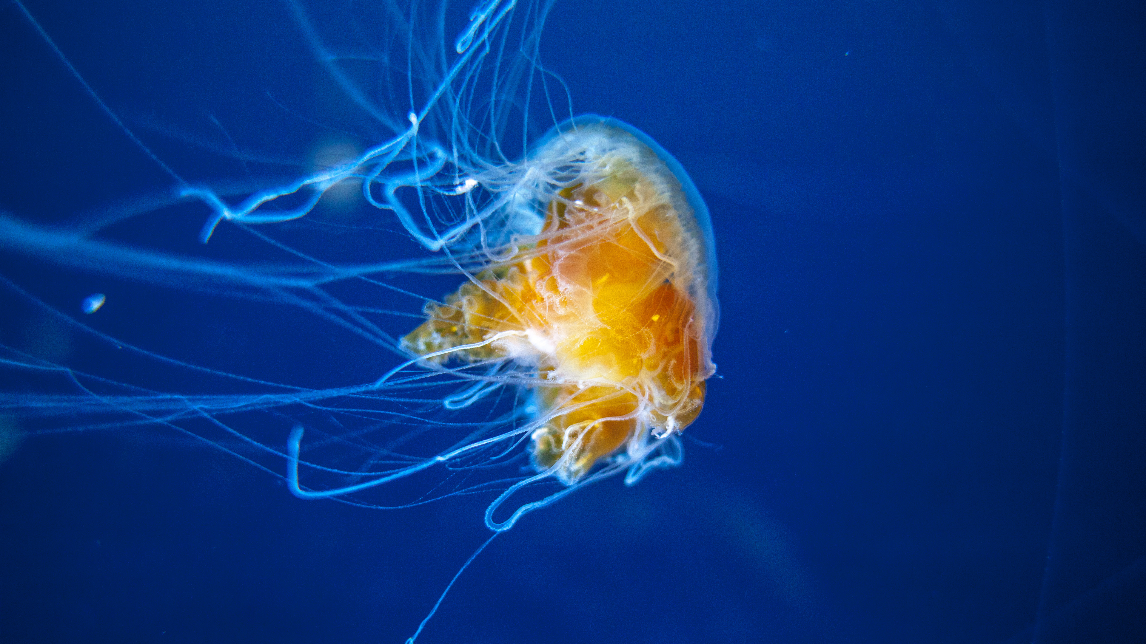 Обои Медуза, беспозвоночных, cnidaria, морские беспозвоночные, морская биология в разрешении 3840x2160