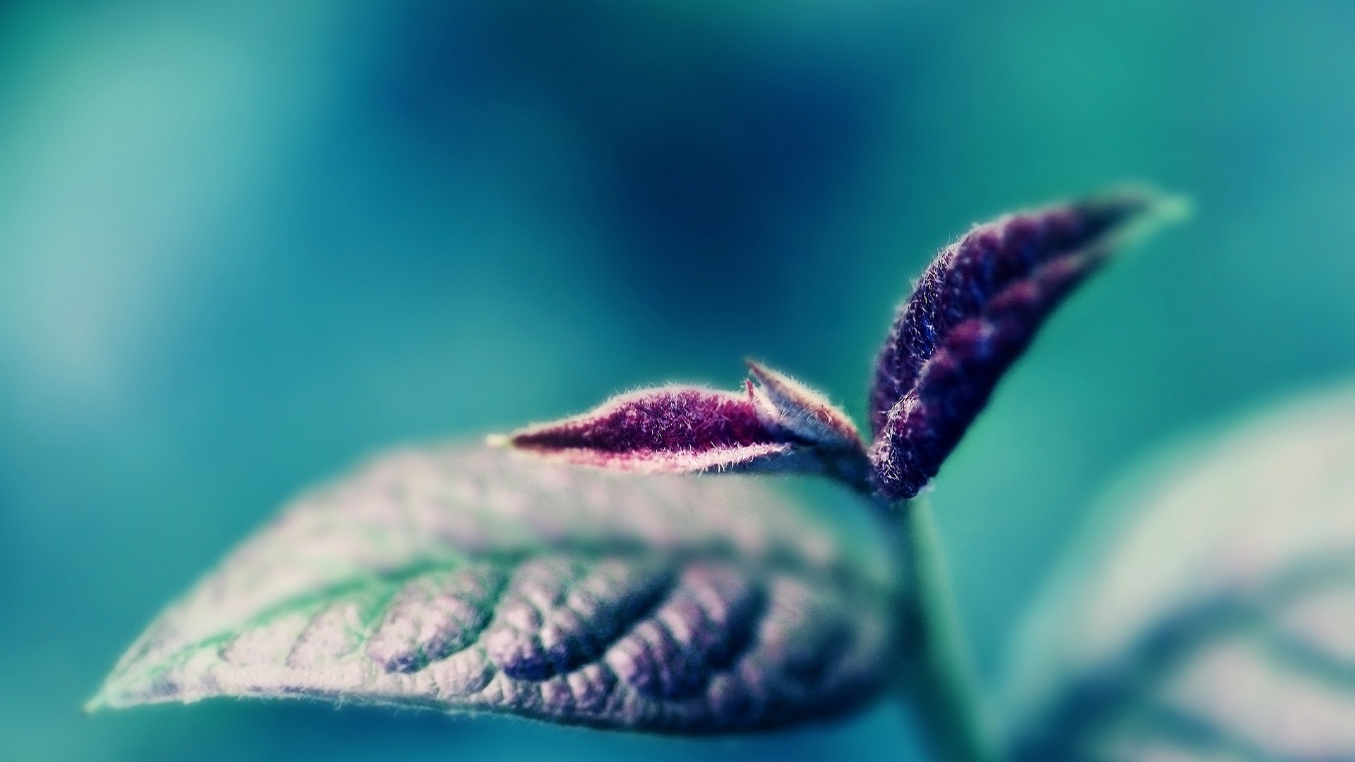 Обои влага, стебель растения, макросъемка, стебель в разрешении 1920x1080