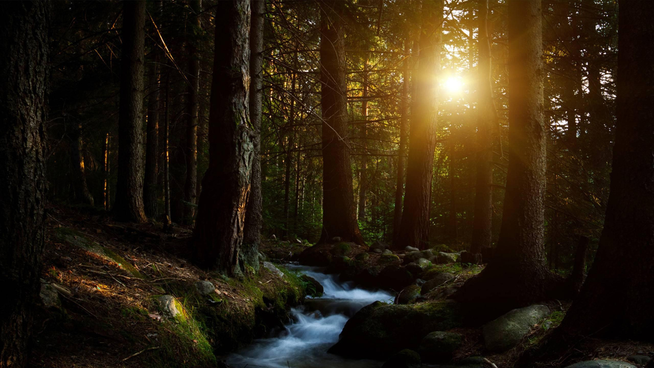 Обои лес, природа, дерево, солнечный свет, свет в разрешении 1280x720