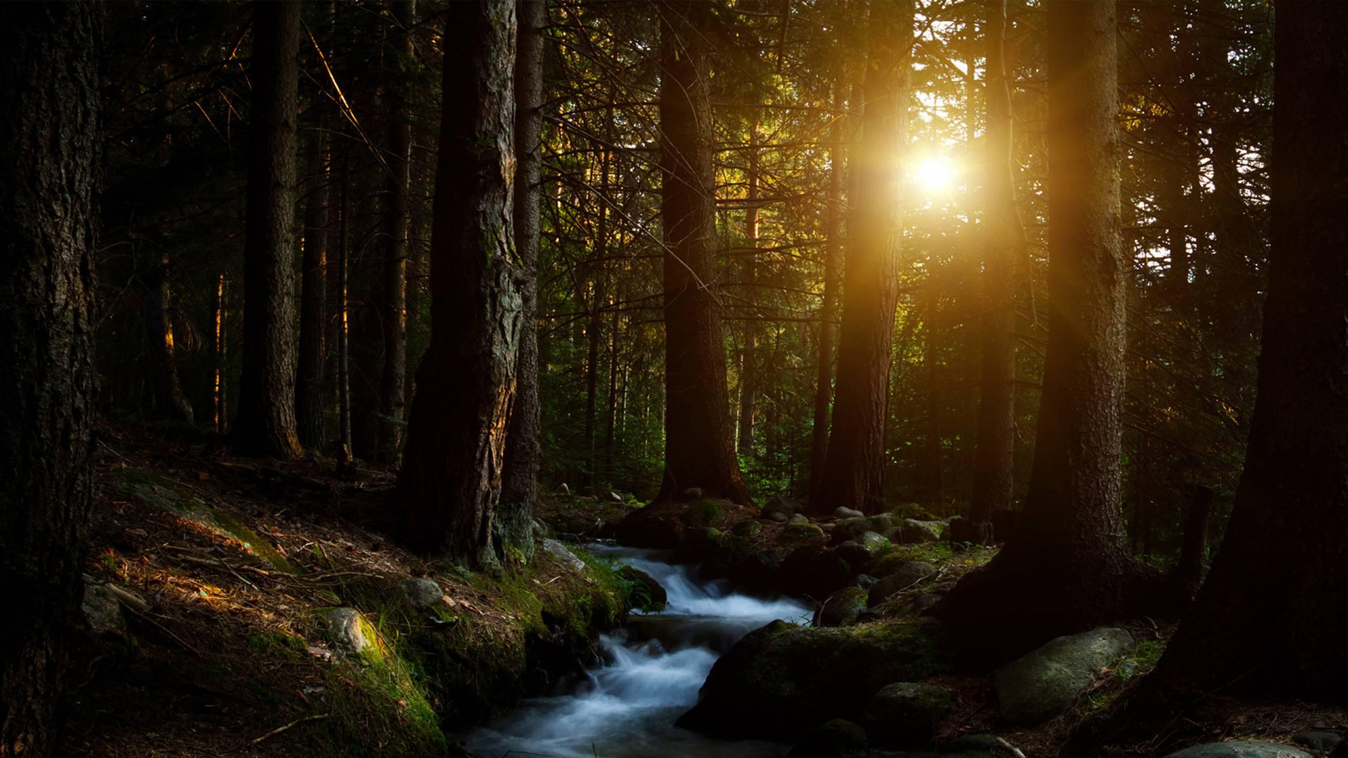 Обои лес, природа, дерево, солнечный свет, свет в разрешении 1920x1080