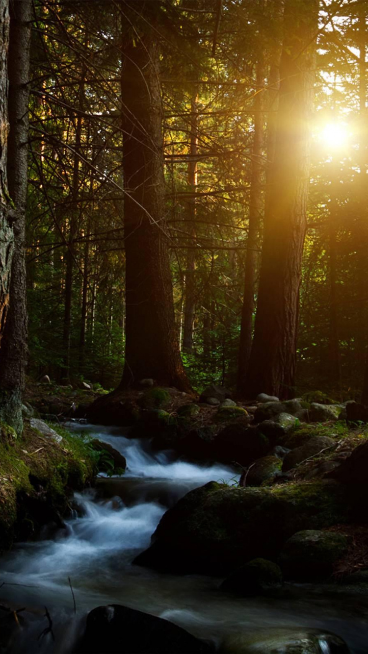 Обои лес, природа, дерево, солнечный свет, свет в разрешении 750x1334