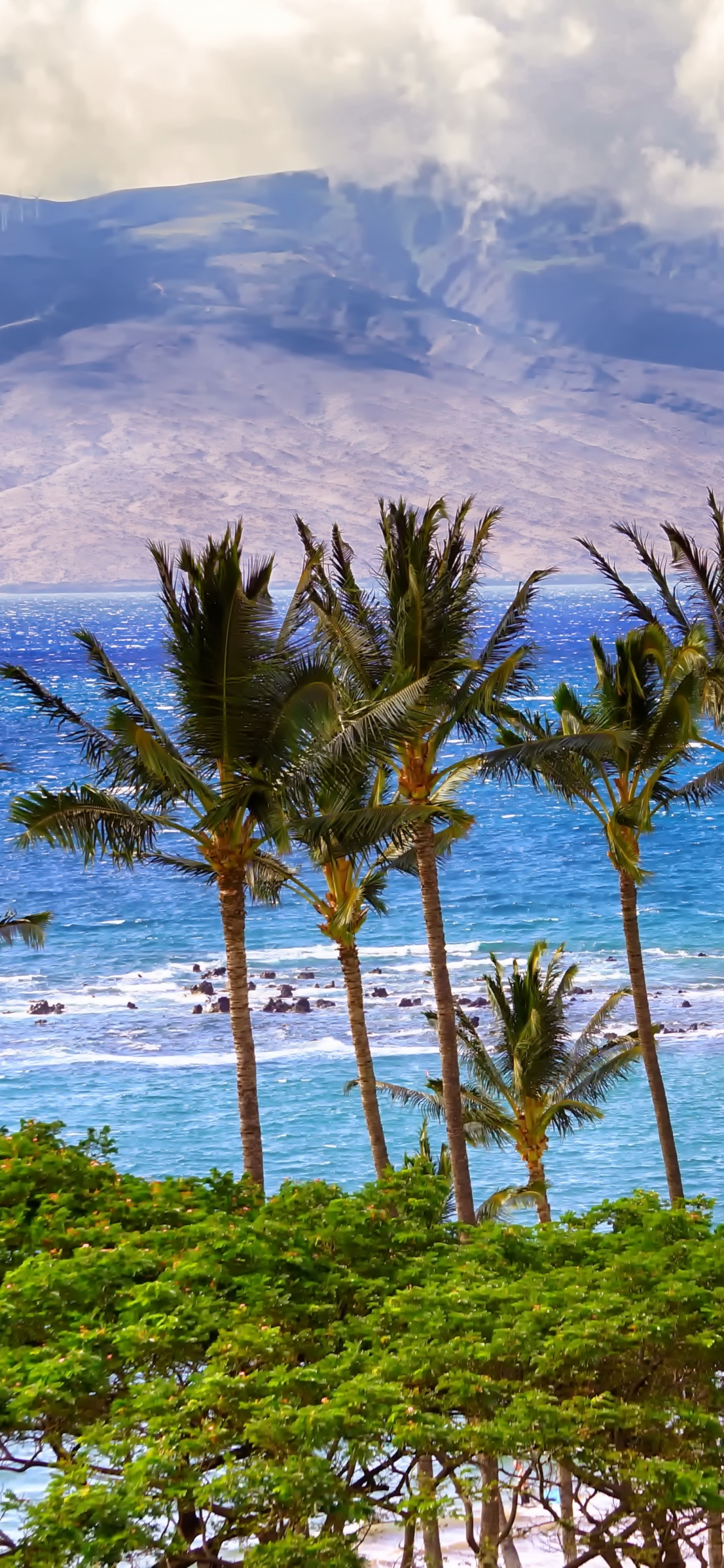 Обои море, пальмовые рощи, океан, пляж, тропическая зона в разрешении 1125x2436