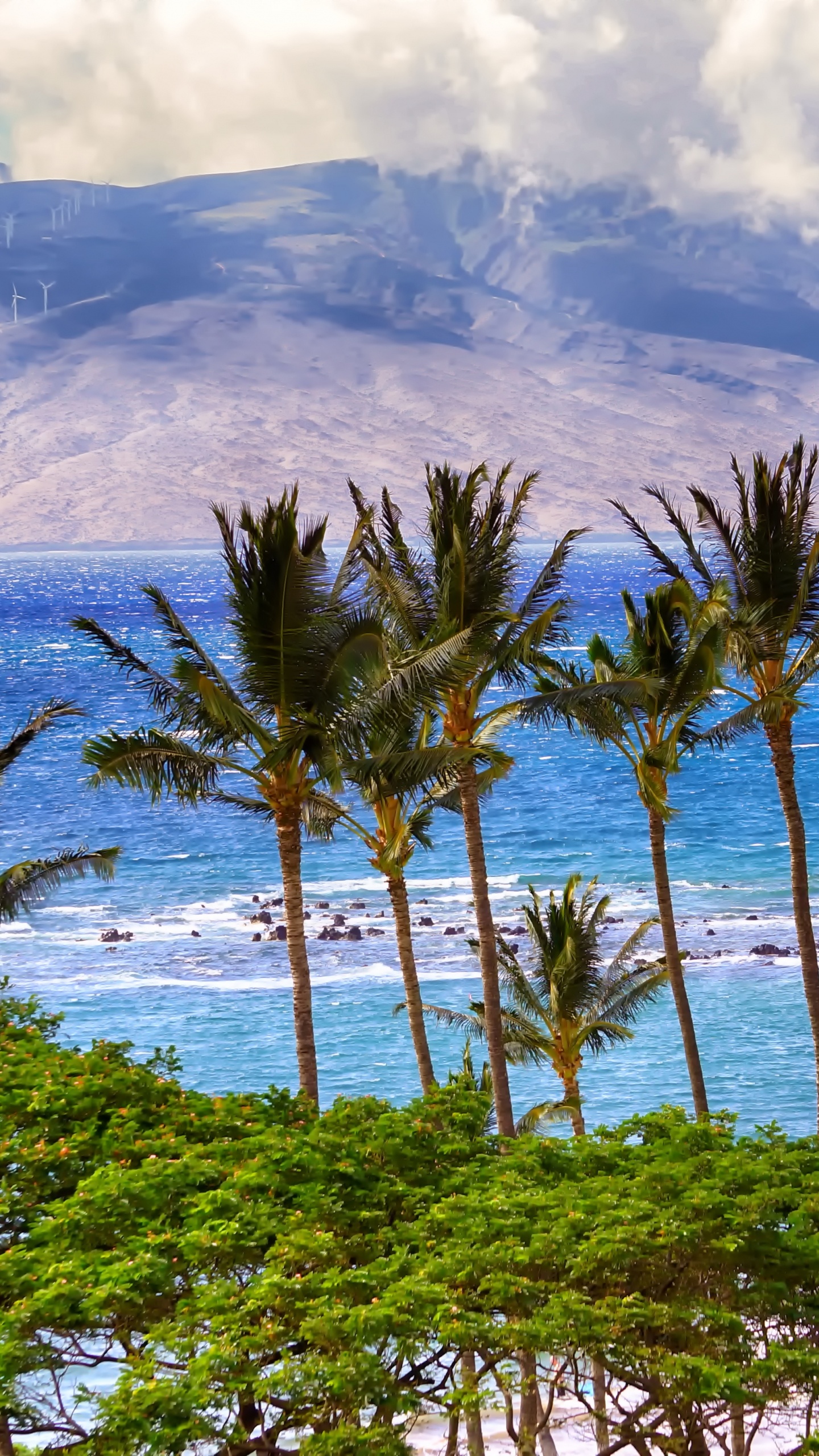 Обои море, пальмовые рощи, океан, пляж, тропическая зона в разрешении 1440x2560