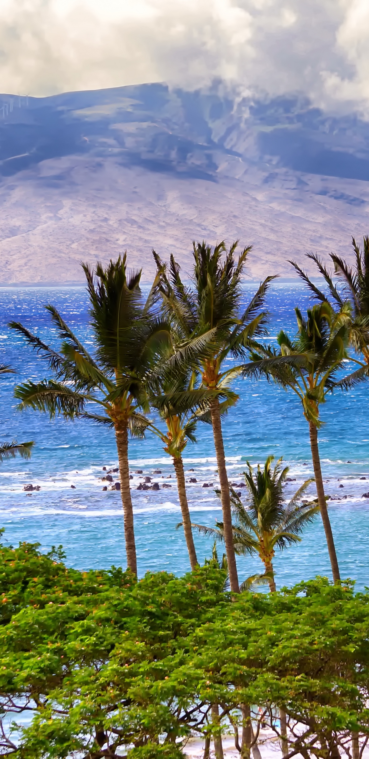 Обои море, пальмовые рощи, океан, пляж, тропическая зона в разрешении 1440x2960