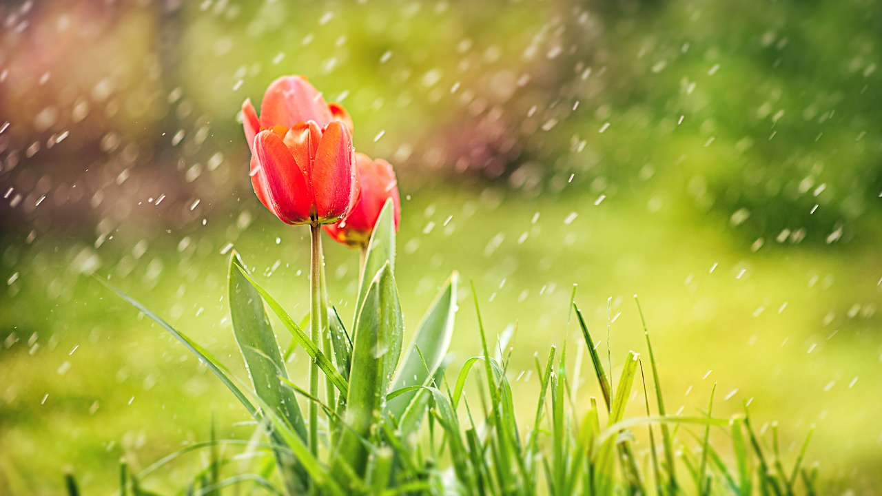 Обои дождь, природный ландшафт, зеленый, цветок, красный цвет в разрешении 1280x720