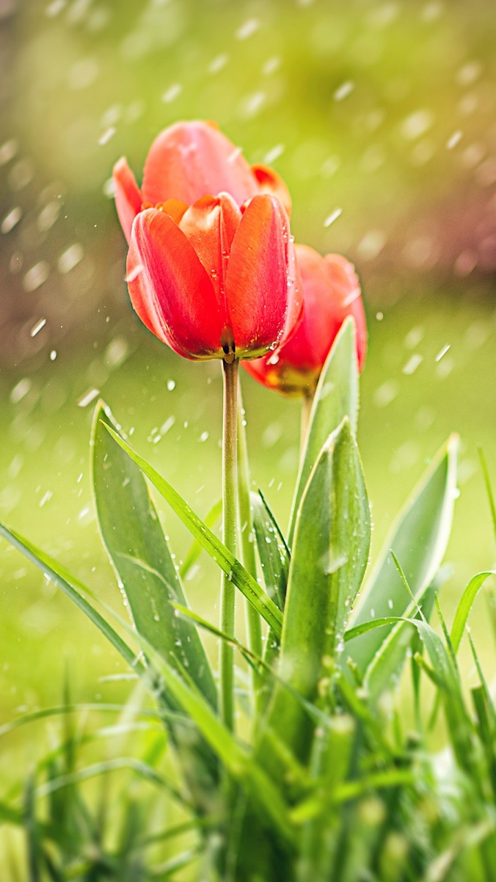 Обои дождь, природный ландшафт, зеленый, цветок, красный цвет в разрешении 720x1280