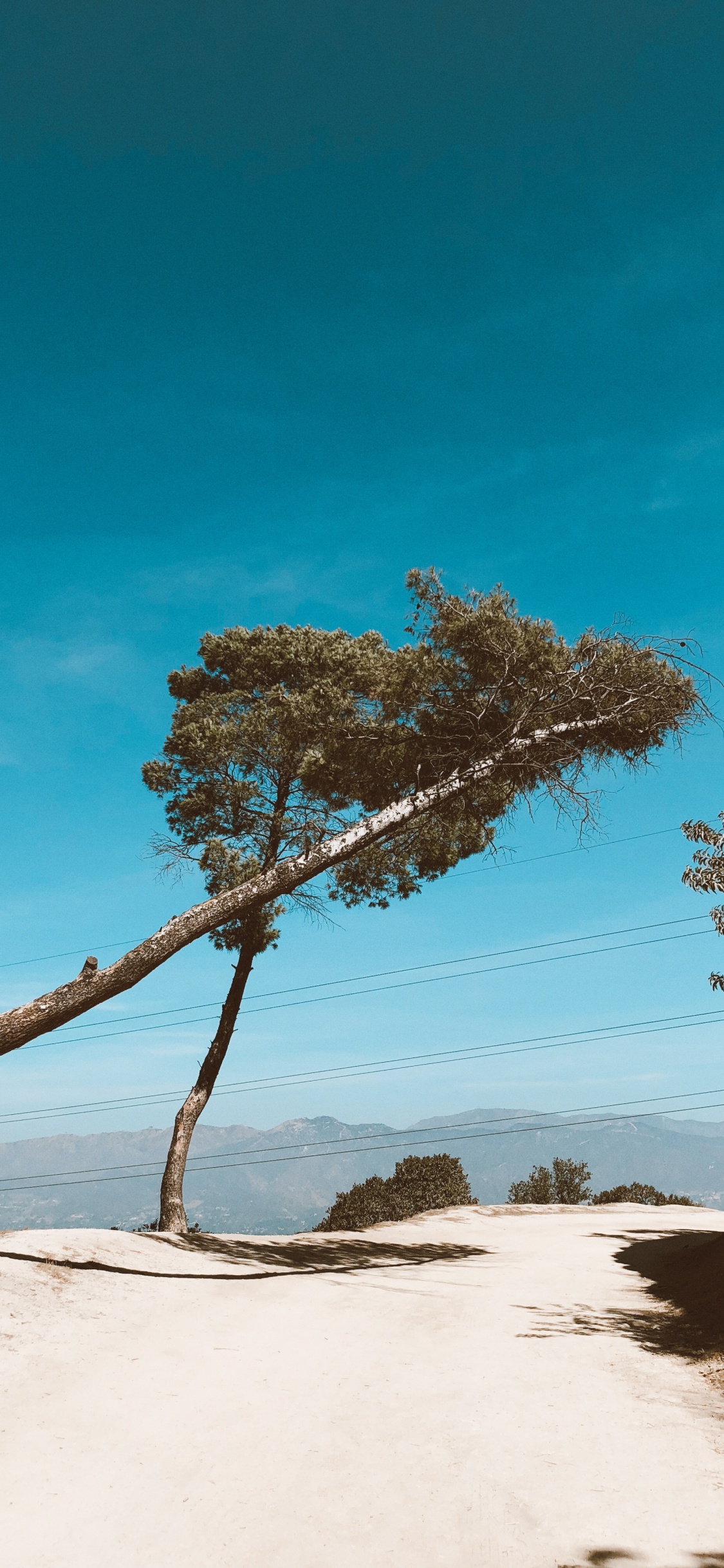 Обои ветвь, древесина, пейзаж, песок, лазурный в разрешении 1125x2436