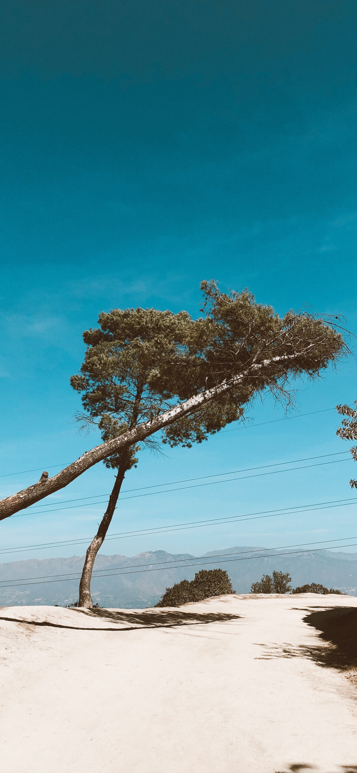 Обои ветвь, древесина, пейзаж, песок, лазурный в разрешении 1242x2688