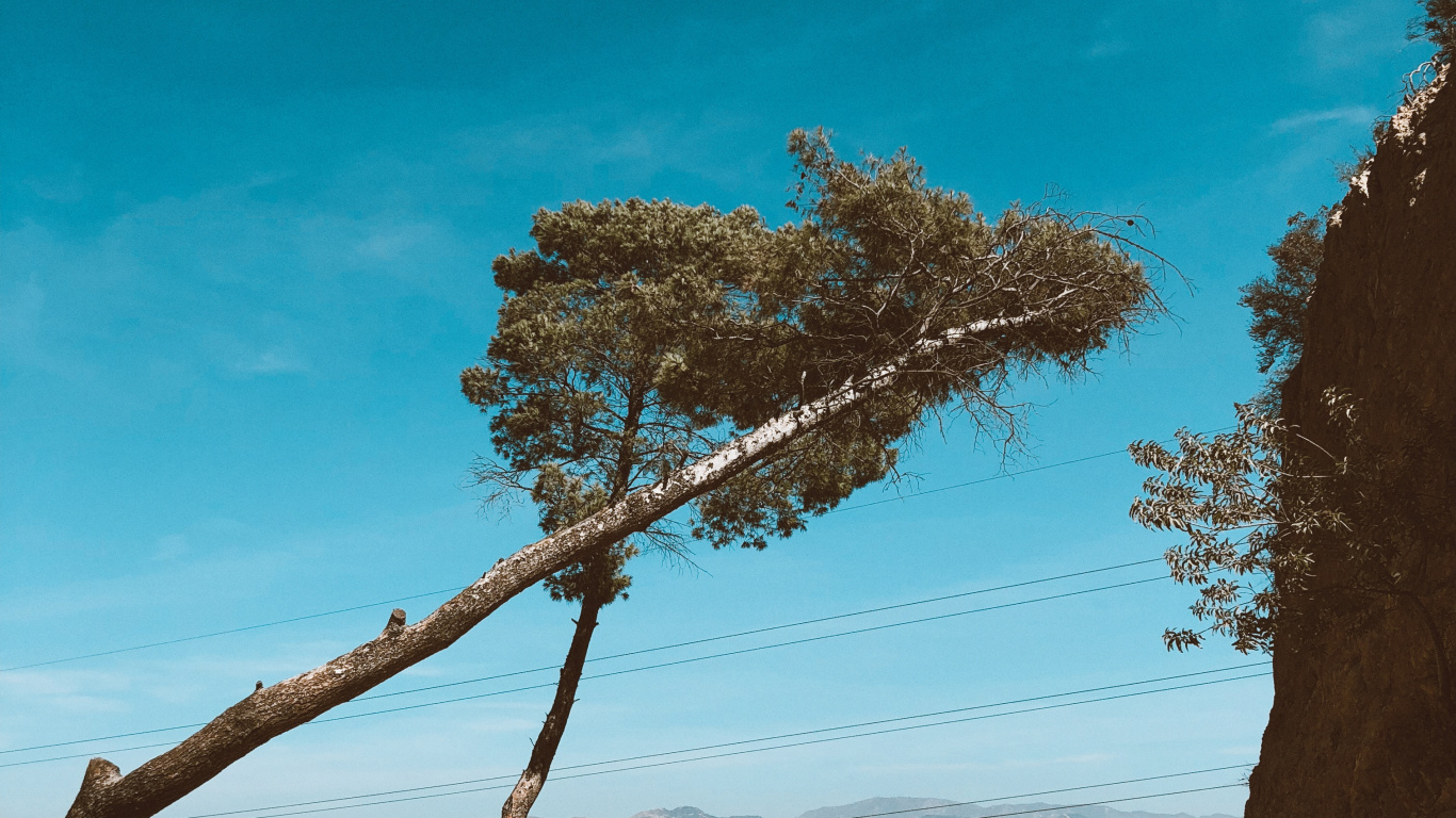 Обои ветвь, древесина, пейзаж, песок, лазурный в разрешении 1366x768