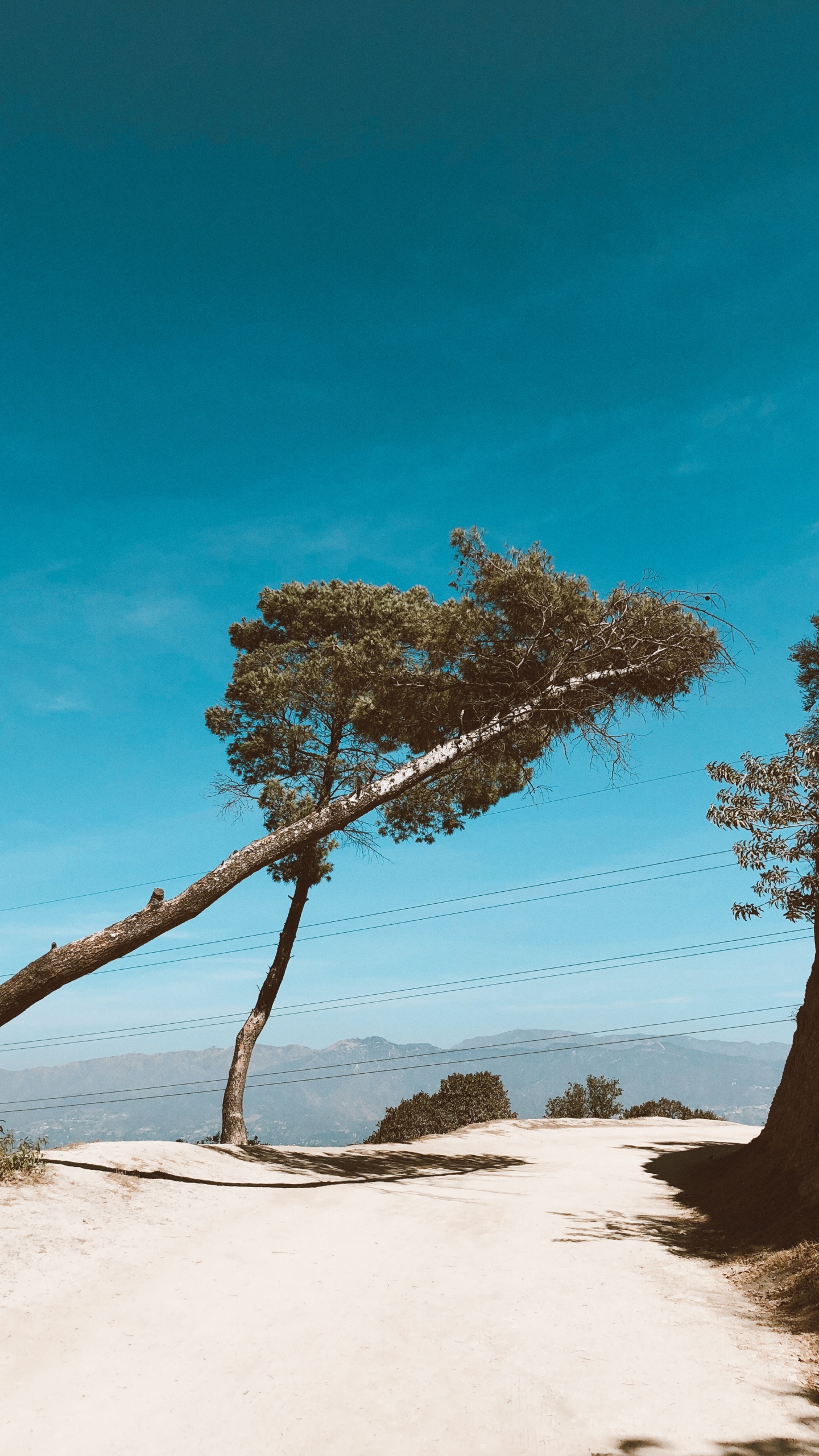 Обои ветвь, древесина, пейзаж, песок, лазурный в разрешении 1440x2560