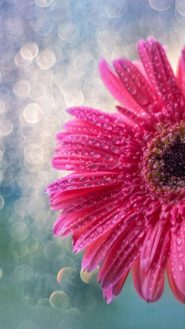 Обои цветок, растение, вода, лепесток, искусственный цветок в разрешении 720x1280