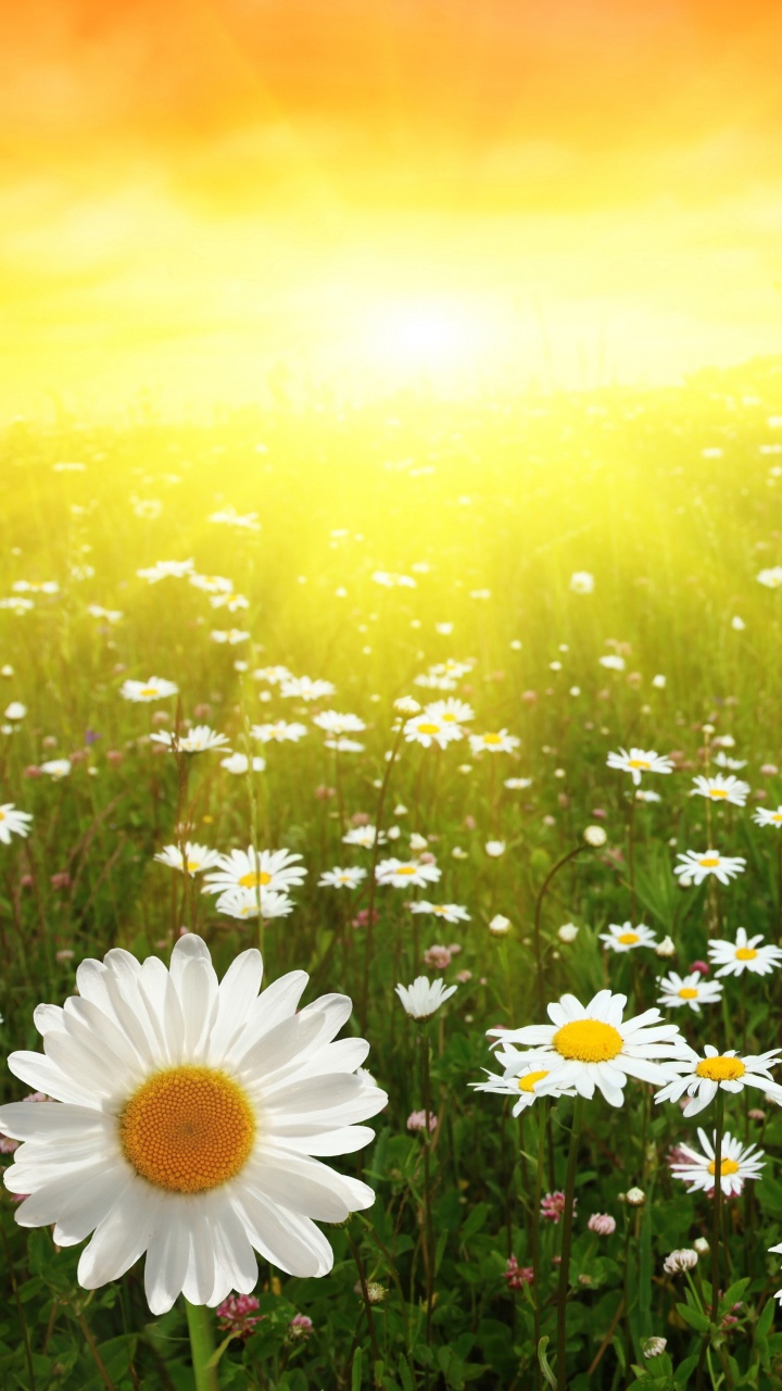 Обои Маргаритка, oxeye Дейзи, луг, карманные компьютеры, солнечный свет в разрешении 720x1280